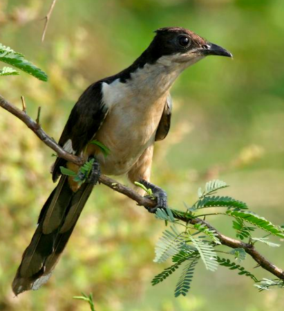 চাতক পাখি কঙ্কা রহমান