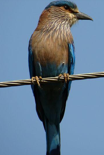 বাংলা নীলকান্ত রক্তবীজ ডেস্ক