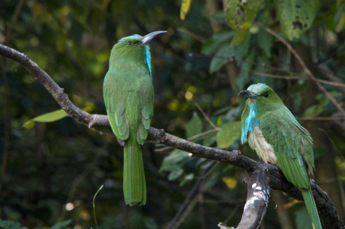 নীলদাড়ি সুইচোরা, Blue bearded Bee eater, Nyctyornis athertoni