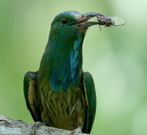 নীলদাড়ি সুইচোরা, Blue bearded Bee eater, Nyctyornis athertoni