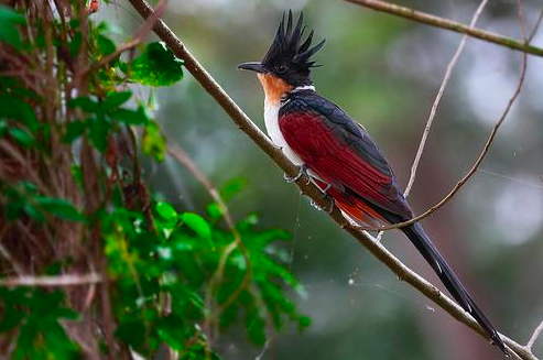 খয়রাপাড়া পাপিয়া