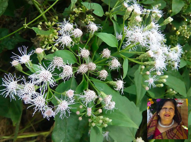 বুনো ফুল/ তাহমিনা কোরাইশী