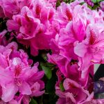 রধোরেনড্রোন / শাহনাজ পারভীন 